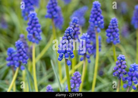 Un primo piano di Muscari armeniacum (uva Iacinto) fiori blu / viola che crescono in un giardino inglese nel mese di aprile. In luce indiretta (senza luce solare) Foto Stock