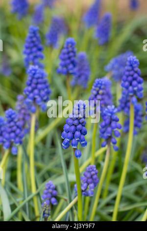 Un primo piano di Muscari armeniacum (uva Iacinto) fiori blu / viola che crescono in un giardino inglese nel mese di aprile. In luce indiretta (senza luce solare) Foto Stock