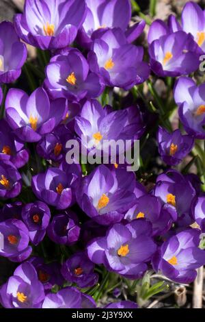 Cluster di croco viola in primavera Foto Stock