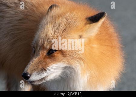 Un giovane e simpatico volpe rosso, Vulpes Vulpes, in piedi su tutte e quattro le zampe che staring avanti con attenzione come caccia. Ha un affilato piercing stare, arancione Foto Stock