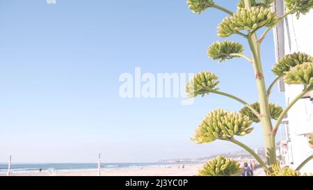 Fiore di agave giallo, gente che cammina dalla spiaggia dell'oceano, costa californiana USA. Fiore di aloe americana, succulenta pianta del secolo e cielo blu estivo. Passeggiata sul lungomare di Mission Beach, San Diego. Foto Stock