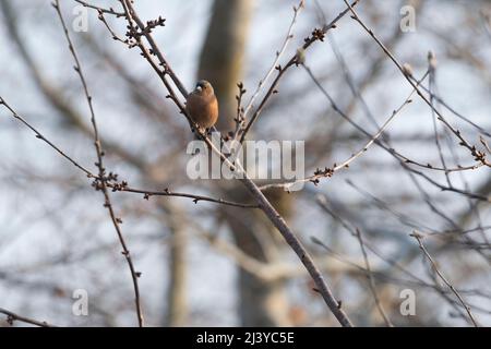 Un chiffinch maschio (Coelebs di Fringilla) che si aggirano su un ramo di un Ciliegio selvaggio, o fagiano, che si aggirano (avium di Prunus) in primavera Foto Stock
