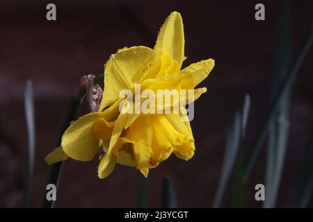 primo piano della testa del fiore di daffodil con vista del profilo delle goccioline d'acqua dal lato Foto Stock