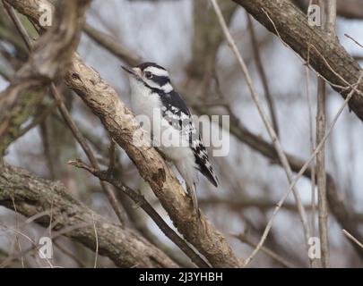 Femmina Downy Woodpecker, Picoides pubescens, su ramo d'albero, specie di uccelli autoctoni nordamericani. Foto Stock