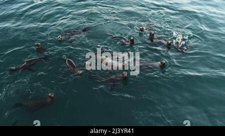 Wild cute foche colonia o leoni marini mandria nuoto in acqua oceanica, divertente comportamento. Molti animali marini in libertà si tuffano sott'acqua, vista dall'alto, molo di Monterey, fauna selvatica della costa californiana, Stati Uniti Foto Stock