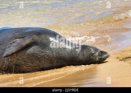 Giovane luccicante, sigillo di monaco a riposo su una spiaggia di maui. Foto Stock