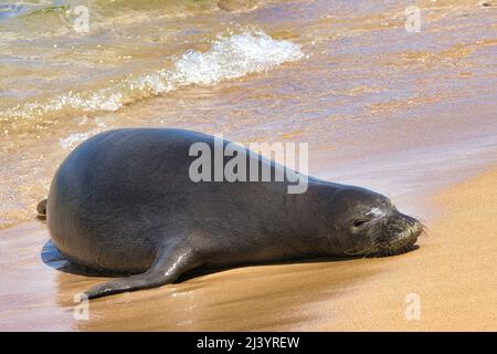 Giovane luccicante, sigillo di monaco a riposo su una spiaggia di maui. Foto Stock