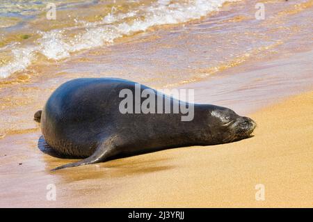 Giovane luccicante, sigillo di monaco a riposo su una spiaggia di maui. Foto Stock