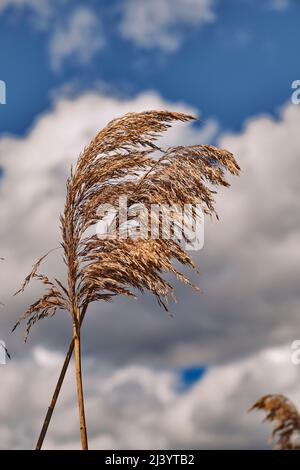 L'erba della spiaggia oscilla dolcemente sotto un cielo blu nuvoloso e luminoso al Bombay Hook National Wildlife Refuge nel Delaware. Foto Stock