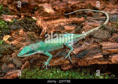 Carolina Anole (Anolis carolinensis) Foto Stock