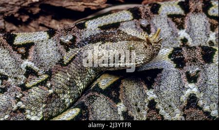 Rinoceros viper (Bitis nasicornis), Africa Centrale Foto Stock