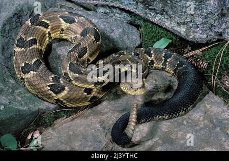 Legname Rattlesnake (Crotalus horridus horridus), Stati Uniti Foto Stock