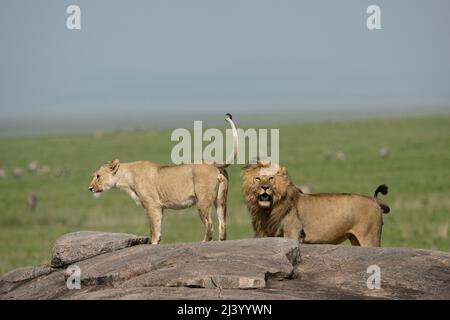 Leone Serengeti, Tanzania Foto Stock