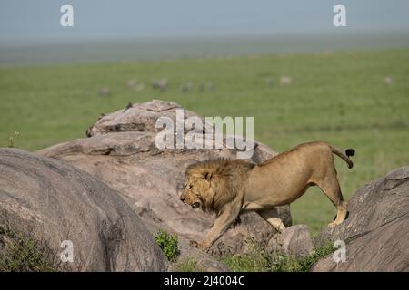 Leone Serengeti, Tanzania Foto Stock