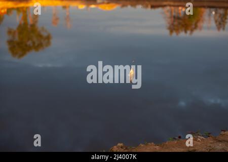 Pesce piccolo sulla linea. Pesca sul lago. Il pesce cadde per l'esca. Prendere dall'acqua. Pesca in dettaglio. Foto Stock