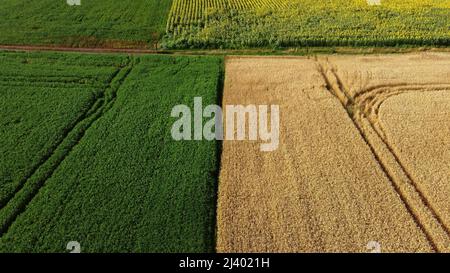 Vista aerea del drone confine tra il campo di grano giallo e il campo agricolo verde Foto Stock