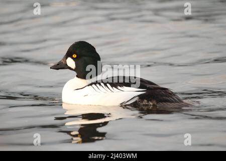 Una vista laterale da vicino di un maschio comune Goldeneye (clangula Bucephala) anatra nuotare o galleggiare in acqua. Foto Stock