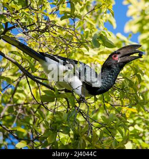 Trombettista hornbill, Trumpetarnäshornsfågel (Bycanistes bucinator) Foto Stock