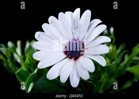 "Occhi blu" Daisybush, Stjärnöga (Dimorphotheca ecklonis) Foto Stock