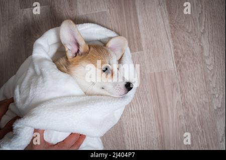 Donna ha avvolto un cucciolo rosso di corgi in una coperta. Foto Stock