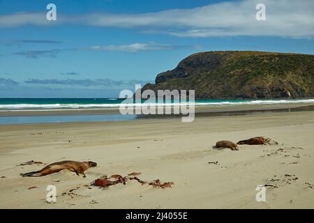 Leone marino neozelandese (Phocarctos hookeri), Cannibal Bay, Catlins, Isola del Sud, Nuova Zelanda Foto Stock