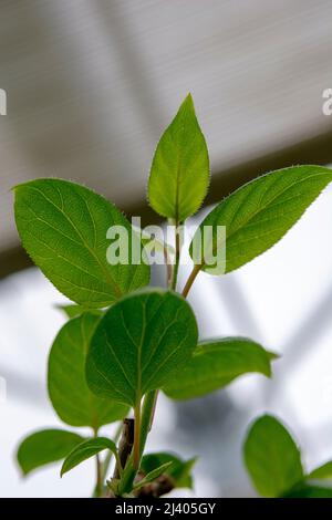 Il kiwi duro (Actinidia arguta) foglie verdi nella primavera primaverile. Foto Stock