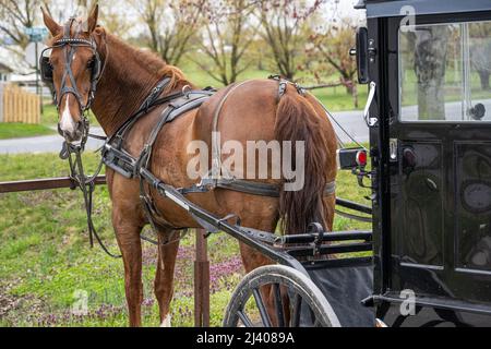 Cavallo e buggy nella regione Amish Country della contea di Lancaster, Pennsylvania. (USA) Foto Stock