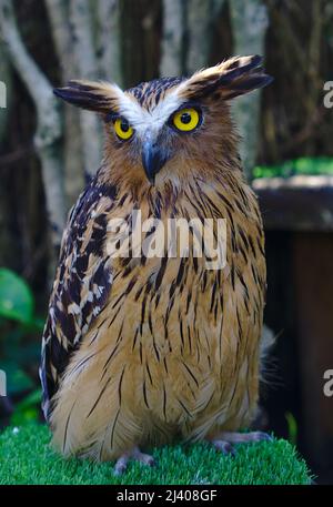 occhio del gufo Foto stock - Alamy