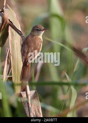 Oriental Reed Warbler (Acrocephalus Orientalis), vista dorsale dell'adulto sulla cima di una canna di phragmites, Hong Kong 8th aprile 2022 Foto Stock