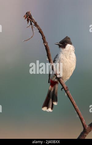 Bulbul (Pycnonotus aurigaster), vista a livello degli occhi di un adulto arroccato sul ramo, Hong Kong 6th aprile 2022 Foto Stock