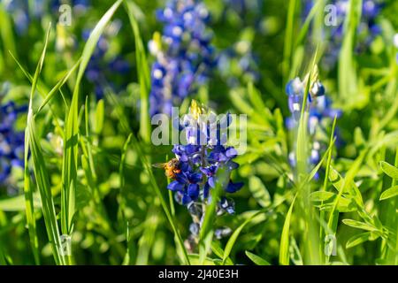 Primo piano di un'ape che raccoglie polline su bluebonnet, Lupinus texensis, durante una fioritura primaverile nei pressi di Ennis, Texas. Foto Stock