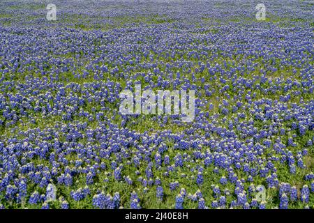 Un campo di bluebonnet Texas in primavera vicino Ennis, Texas. Foto Stock