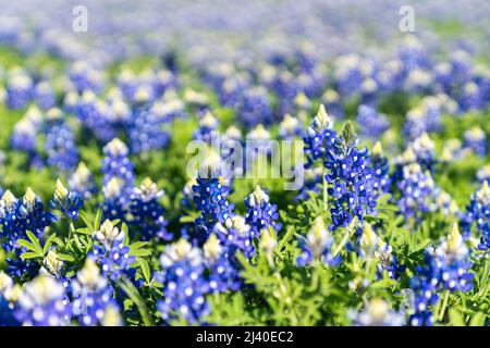 Primo piano di una foto di un campo di bluebonnet in fiore nel Texas settentrionale vicino a Ennis e Dallas, Texas. Foto Stock