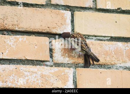 Albero Sparrow su muro di mattoni hanno un'alimentazione minerale Foto Stock