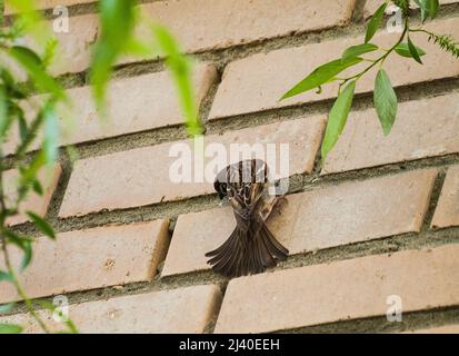 Albero Sparrow su muro di mattoni hanno un'alimentazione minerale Foto Stock