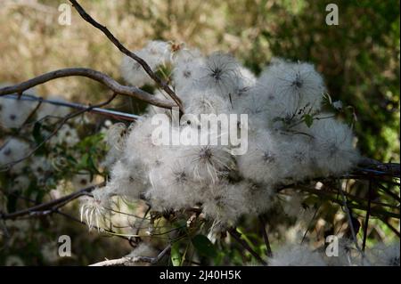 La barba dell'uomo anziano è la testa di seme di Clematis Australiano (Clematis Aristata), anche chiamata barba di capra. Riserva del lago di Blackburn a Victoria, Australia. Foto Stock