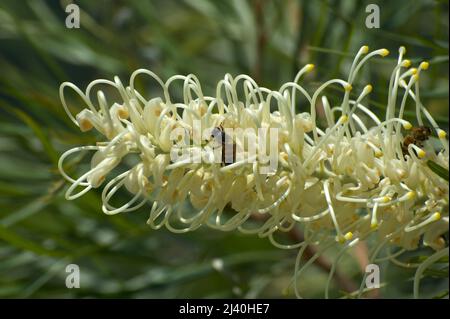 Questa Grevillea fiorita bianca (Grevillea Banksii) era in piena fioritura allo Zoo di Melbourne - e le api lo amavano! Lo Zoo si trova nel Parco reale. Foto Stock