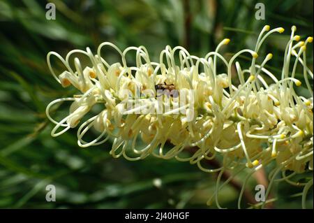 Questa Grevillea fiorita bianca (Grevillea Banksii) era in piena fioritura allo Zoo di Melbourne - e le api lo amavano! Lo Zoo si trova nel Parco reale. Foto Stock