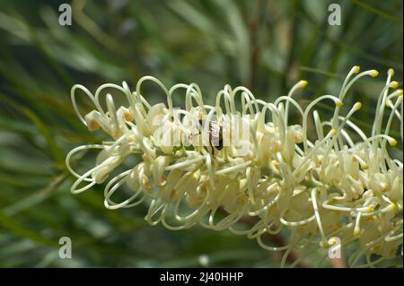 Questa Grevillea fiorita bianca (Grevillea Banksii) era in piena fioritura allo Zoo di Melbourne - e le api lo amavano! Lo Zoo si trova nel Parco reale. Foto Stock