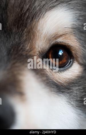 Primo piano o macro dell'occhio di un cane finlandese Lapphund Foto Stock