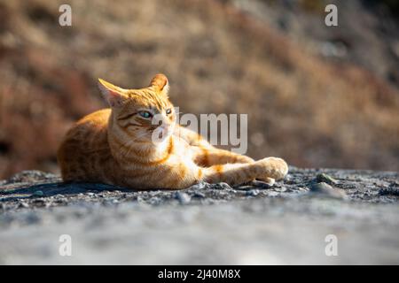 auto rossa che si posa all'aperto sulla roccia prendere il sole Foto Stock