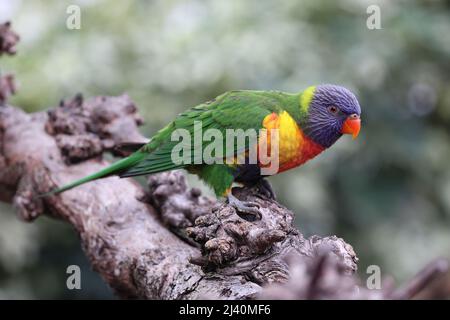 Pappagallo arcobaleno lorikeet beautyful seduto su un ramo Foto Stock