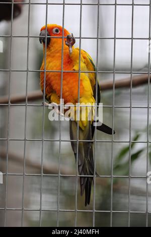 sole conure in una gabbia o voliera che vive in cattività Foto Stock