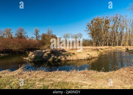 Fiume Odra in prima primavera CHKO Poodri tra Studenka e Petrvaldik nella repubblica di Czerch Foto Stock