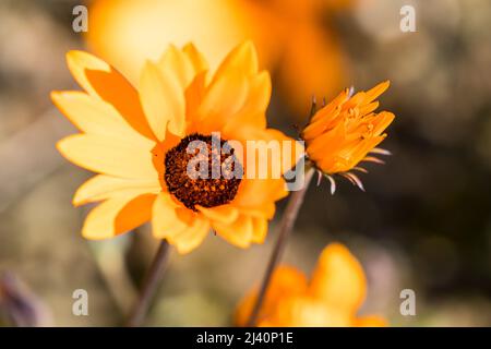 Namaqua marigold o gousblom (Arctotis hirsuta) primavera fiore daisy in Capo occidentale, Sud Africa primo piano e aperto verso il sole in natura Foto Stock