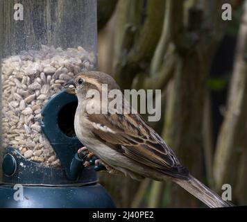 Donna Casa Sparrow al birdfeeder mangiare cuori di girasole Foto Stock