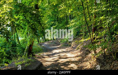 Riva boschiva del lago Jezioro Gwiazdy con trampolieri misti a Bukowo Borowy Mlyn Village vicino a Bytow of Pomerania nella regione Kashubian del po settentrionale Foto Stock