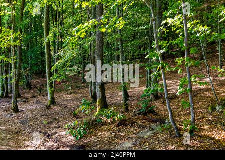 Riva boschiva del lago Jezioro Gwiazdy con trampolieri misti a Bukowo Borowy Mlyn Village vicino a Bytow of Pomerania nella regione Kashubian del po settentrionale Foto Stock