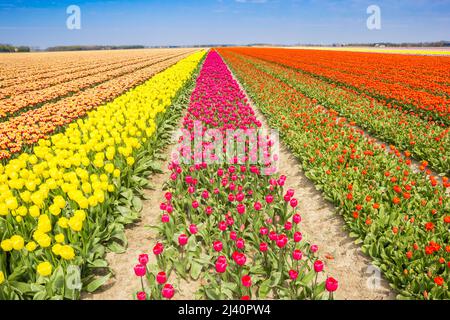 Tulipani rosa e giallo in un campo a Noordoostpolder, Olanda Foto Stock
