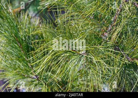 Pino siberiano o Pinus sibirica, rami con aghi lunghi e morbidi verdi Foto Stock